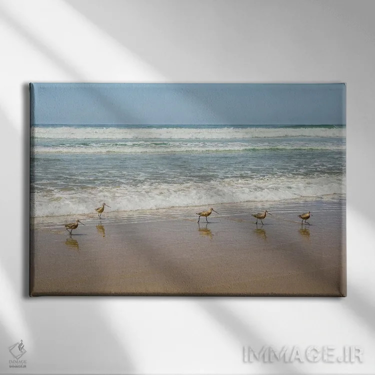 تابلو پرندگان در ساحل لاجولا اثر باربارا مارکوف - نمای روبهرو روی دیوار