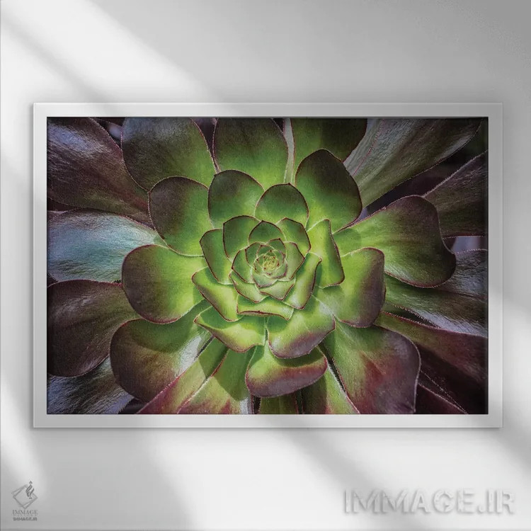 تابلو رز سیاه اثر باربارا مارکوف - نمای قابدار سفید