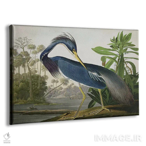 تابلو حواصیل لوئیزیانا اثر جان جیمز آدوبون (نقاش و پرندهشناس) - نمای پرسپکتیو محصول