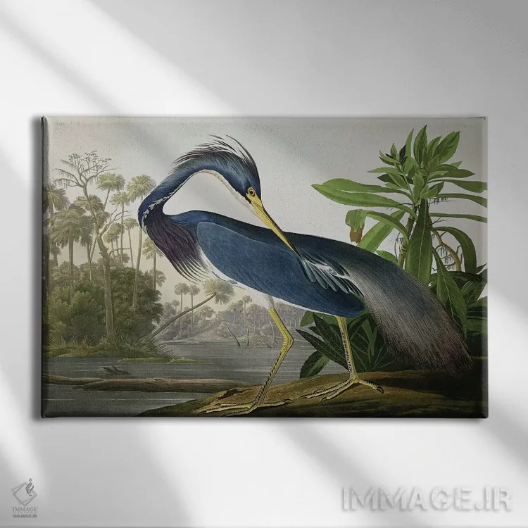 تابلو حواصیل لوئیزیانا اثر جان جیمز آدوبون (نقاش و پرندهشناس) - نمای روبهرو روی دیوار