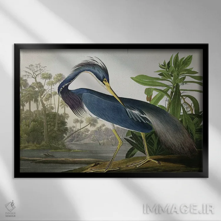 تابلو حواصیل لوئیزیانا اثر جان جیمز آدوبون (نقاش و پرندهشناس) - نمای قابدار مشکی