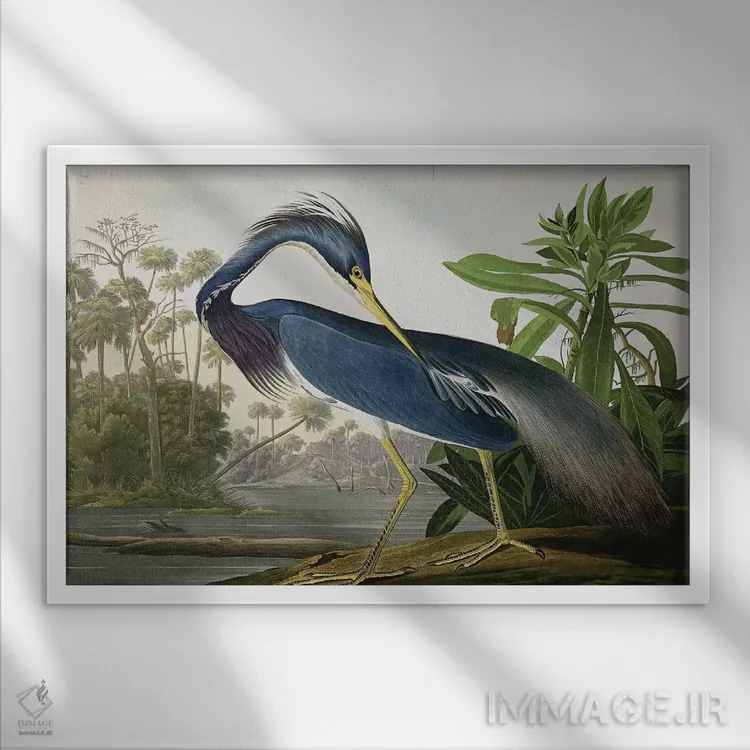 تابلو حواصیل لوئیزیانا اثر جان جیمز آدوبون (نقاش و پرندهشناس) - نمای قابدار سفید