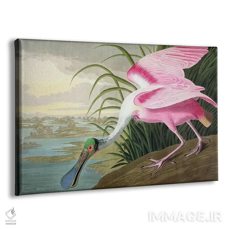 تابلو Platalea leucorodia, 1836,پرهمنقار صورتی (پرنده)، Platalea leucorodia، ۱۸۳۶ اثر جان جیمز آدوبون (نقاش و پرندهشناس) - نمای پرسپکتیو محصول