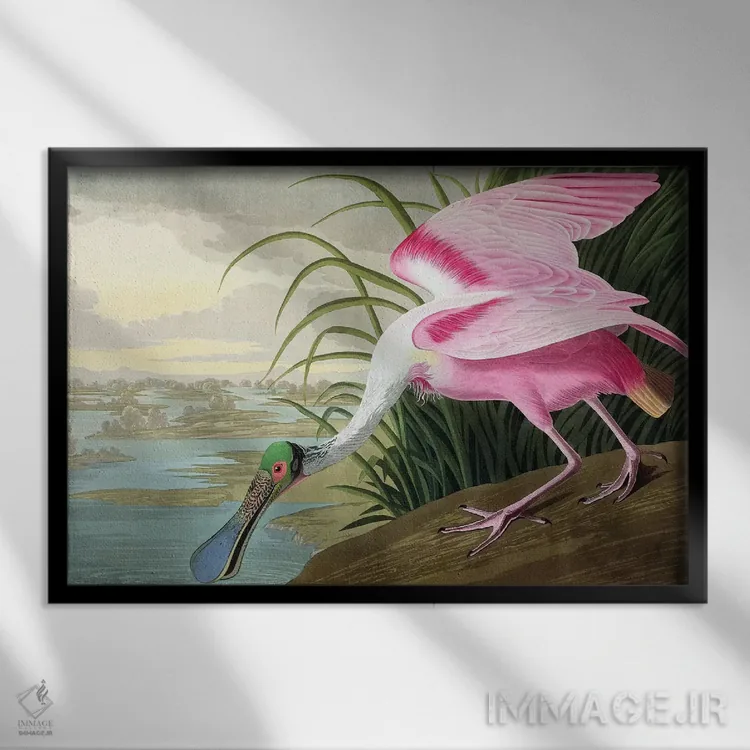 تابلو Platalea leucorodia, 1836,پرهمنقار صورتی (پرنده)، Platalea leucorodia، ۱۸۳۶ اثر جان جیمز آدوبون (نقاش و پرندهشناس) - نمای قابدار مشکی