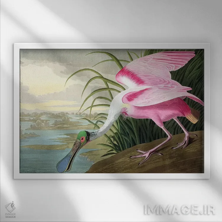 تابلو Platalea leucorodia, 1836,پرهمنقار صورتی (پرنده)، Platalea leucorodia، ۱۸۳۶ اثر جان جیمز آدوبون (نقاش و پرندهشناس) - نمای قابدار سفید