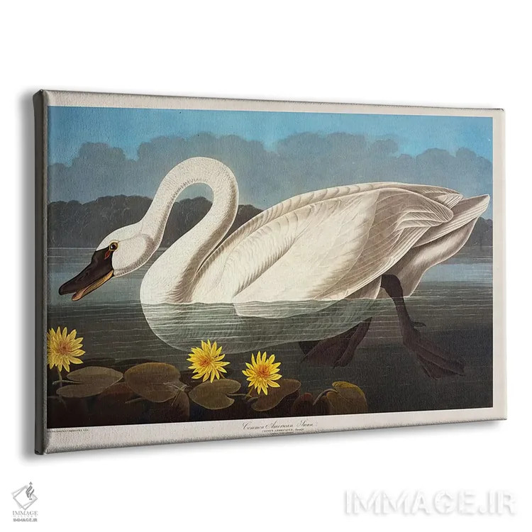 تابلو قوی آمریکایی معمولی. قو سوتزن اثر جان جیمز آدوبون (نقاش و پرندهشناس) - نمای پرسپکتیو محصول