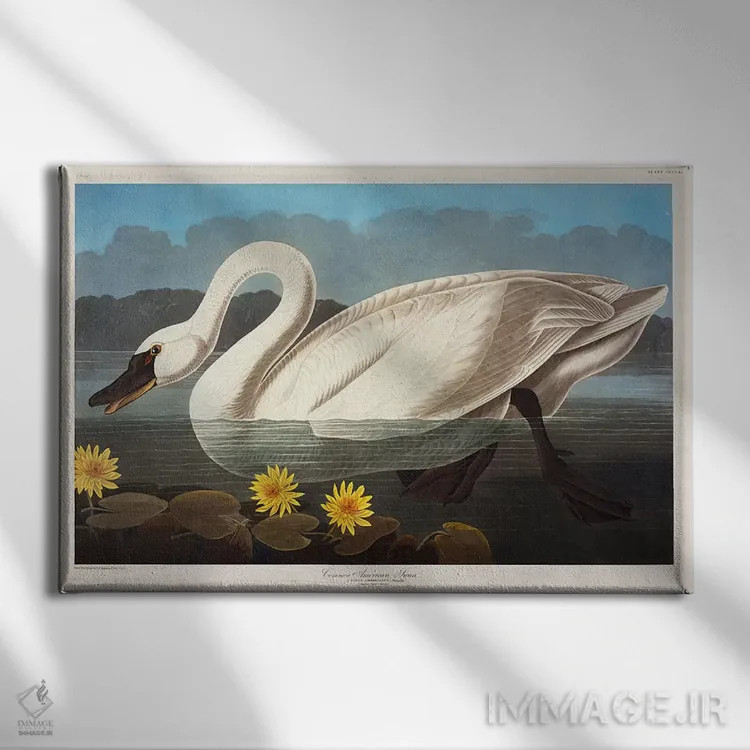 تابلو قوی آمریکایی معمولی. قو سوتزن اثر جان جیمز آدوبون (نقاش و پرندهشناس) - نمای روبهرو روی دیوار