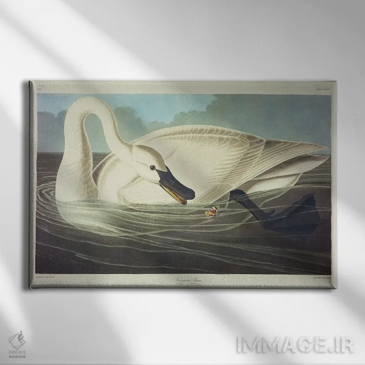 تابلو قو شیپورزن اثر جان جیمز آدوبون (نقاش و پرندهشناس) - نمای روبهرو روی دیوار