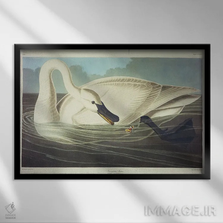 تابلو قو شیپورزن اثر جان جیمز آدوبون (نقاش و پرندهشناس) - نمای قابدار مشکی