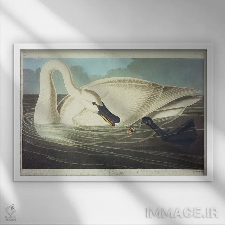 تابلو قو شیپورزن اثر جان جیمز آدوبون (نقاش و پرندهشناس) - نمای قابدار سفید