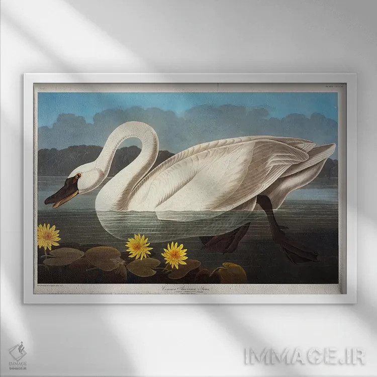 تابلو قوی آمریکایی معمولی. قو سوتزن اثر جان جیمز آدوبون (نقاش و پرندهشناس) - نمای قابدار سفید