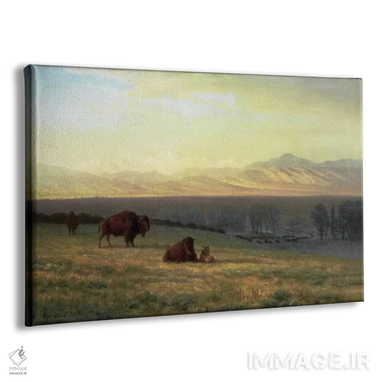 تابلو گاومیش در جلگهها، حدود ۱۸۹۰ اثر آلبرت بیرشتات (نقاش منظره آمریکایی) - نمای پرسپکتیو محصول