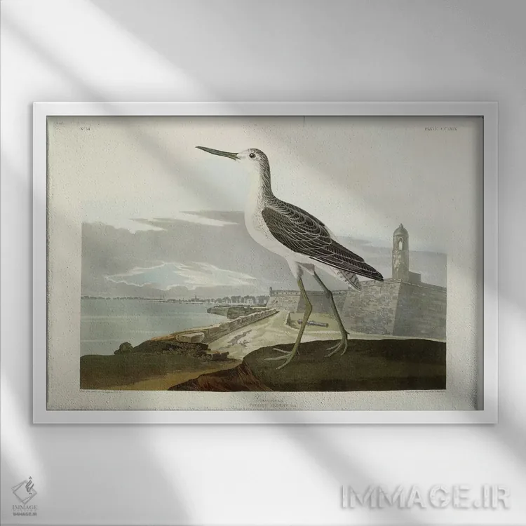 تابلو View of the St, 1835,گرینشنک (نوعی پرنده آبزی)، منظره سنت، ۱۸۳۵ اثر جان جیمز آدوبون (نقاش و پرندهشناس) - نمای قابدار سفید