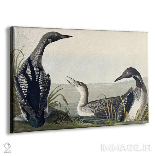 تابلو غواص گلوسیاه اثر جان جیمز آدوبون (نقاش و پرندهشناس) - نمای پرسپکتیو محصول