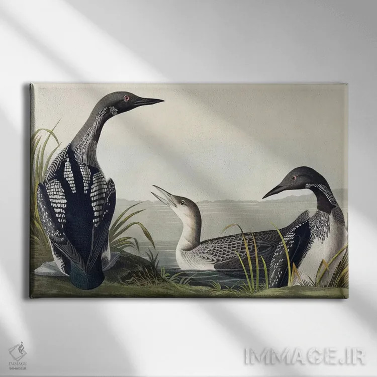 تابلو غواص گلوسیاه اثر جان جیمز آدوبون (نقاش و پرندهشناس) - نمای روبهرو روی دیوار