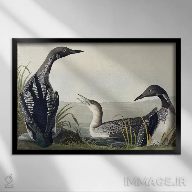 تابلو غواص گلوسیاه اثر جان جیمز آدوبون (نقاش و پرندهشناس) - نمای قابدار مشکی