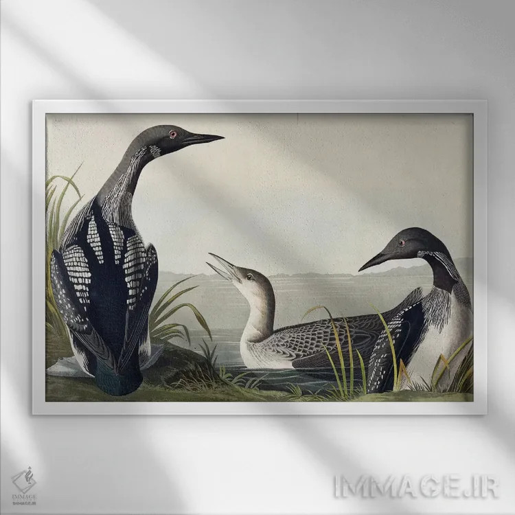 تابلو غواص گلوسیاه اثر جان جیمز آدوبون (نقاش و پرندهشناس) - نمای قابدار سفید