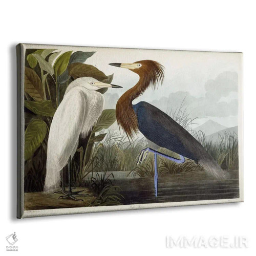 تابلو c.1835،هزارن ارغوانی، حدود ۱۸۳۵ (پرنده) اثر جان جیمز آدوبون (نقاش و پرندهشناس) - نمای پرسپکتیو محصول