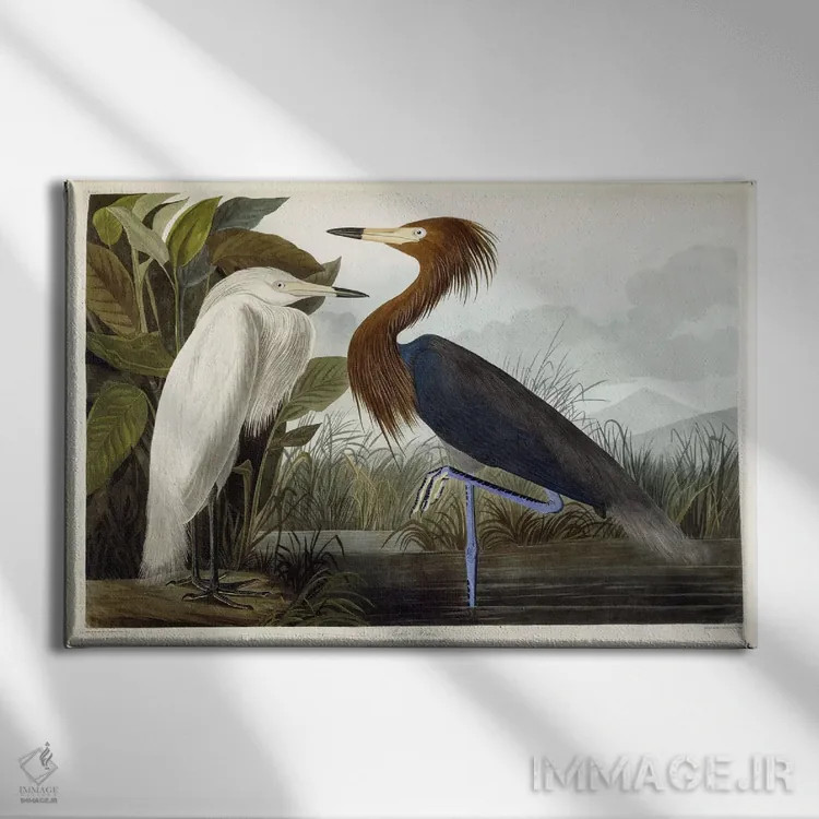 تابلو c.1835،هزارن ارغوانی، حدود ۱۸۳۵ (پرنده) اثر جان جیمز آدوبون (نقاش و پرندهشناس) - نمای روبهرو روی دیوار