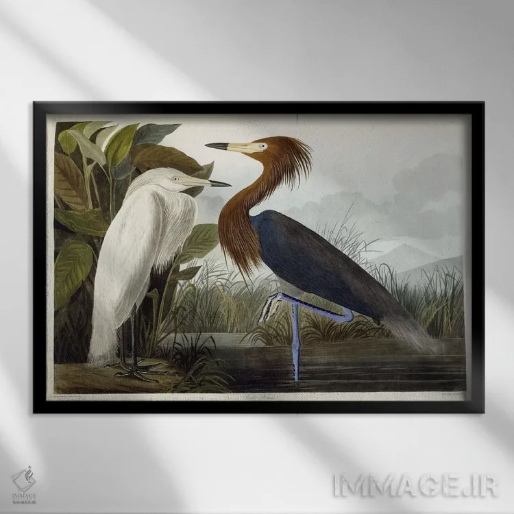 تابلو c.1835،هزارن ارغوانی، حدود ۱۸۳۵ (پرنده) اثر جان جیمز آدوبون (نقاش و پرندهشناس) - نمای قابدار مشکی