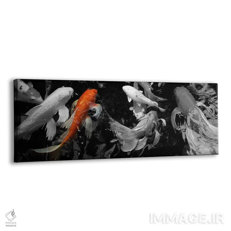 تابلو کوی کارپ در حال شنا زیر آب با رنگ تقویتی اثر پانورامیک ایمجز (استودیو عکاسی عریض) - نمای پرسپکتیو محصول