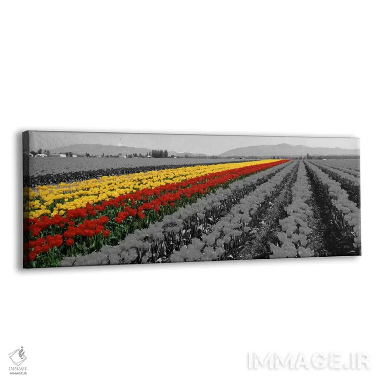 تابلو Mount Vernon, Washington State, USA Color Pop,مزرعه لاله مونت ورنون ایالت واشنگتن آمریکا با رنگ تقویتی اثر پانورامیک ایمجز (استودیو عکاسی عریض) - نمای پرسپکتیو محصول