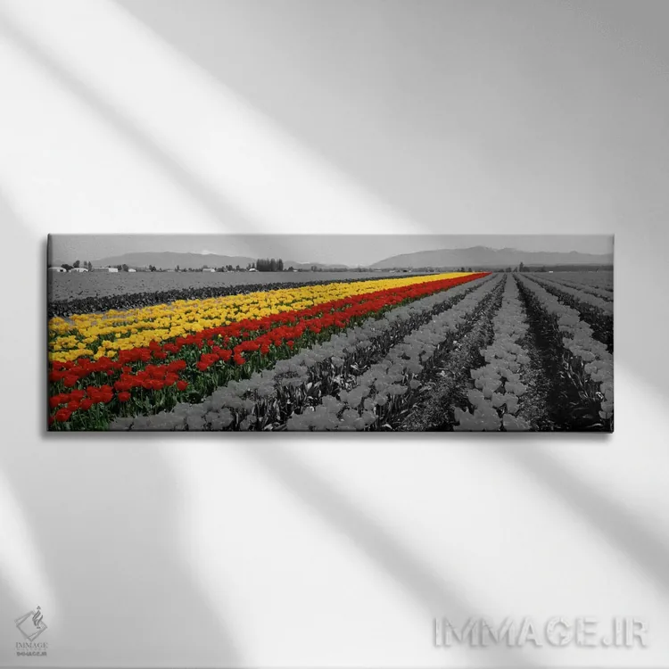 تابلو Mount Vernon, Washington State, USA Color Pop,مزرعه لاله مونت ورنون ایالت واشنگتن آمریکا با رنگ تقویتی اثر پانورامیک ایمجز (استودیو عکاسی عریض) - نمای روبهرو روی دیوار