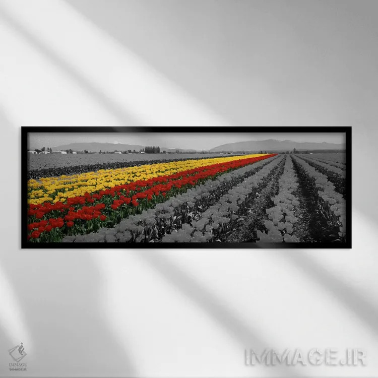 تابلو Mount Vernon, Washington State, USA Color Pop,مزرعه لاله مونت ورنون ایالت واشنگتن آمریکا با رنگ تقویتی اثر پانورامیک ایمجز (استودیو عکاسی عریض) - نمای قابدار مشکی