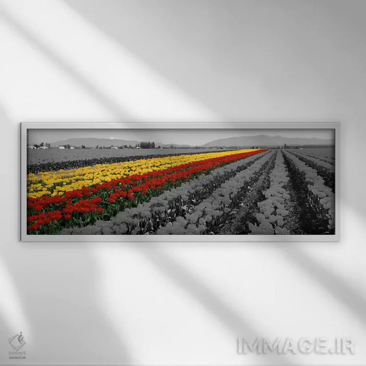 تابلو Mount Vernon, Washington State, USA Color Pop,مزرعه لاله مونت ورنون ایالت واشنگتن آمریکا با رنگ تقویتی اثر پانورامیک ایمجز (استودیو عکاسی عریض) - نمای قابدار سفید