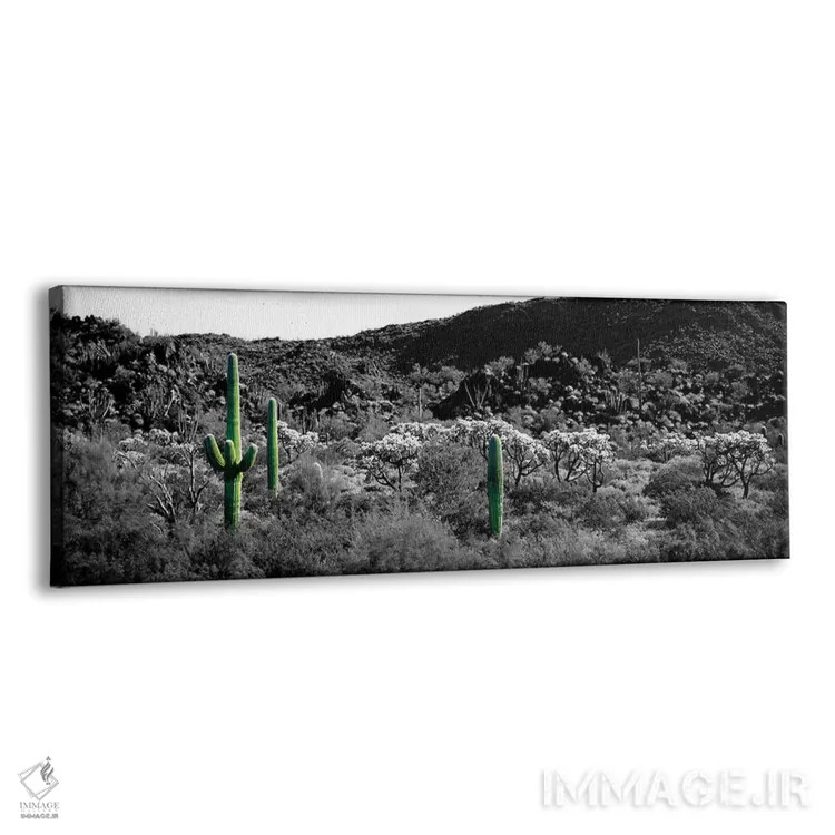 تابلو Sonoran Desert, Arizona, USA Color Pop,کاکتوس ساگوارو در بیابان سونورا آریزونا آمریکا با رنگ تقویتی اثر پانورامیک ایمجز (استودیو عکاسی عریض) - نمای پرسپکتیو محصول