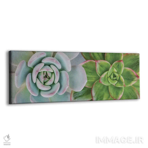 تابلو پسزمینهای از دو نوع ساکولنت مختلف اثر ایوجنیا بیدیوک - نمای پرسپکتیو محصول