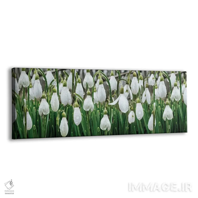 تابلو گلهای برفی در شبنم اثر ایوجنیا بیدیوک - نمای پرسپکتیو محصول