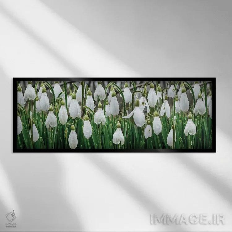 تابلو گلهای برفی در شبنم اثر ایوجنیا بیدیوک - نمای قابدار مشکی