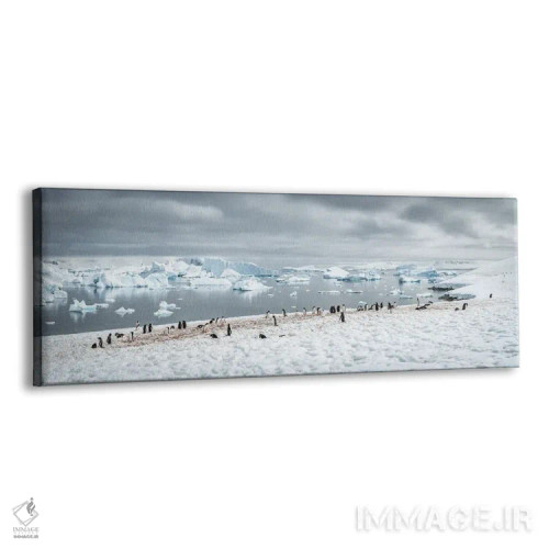 تابلو Antarctic Peninsula,کلونی پنگوئن جنتو در جنوبگان، شبهجزیره جنوبگان اثر یان بکه - نمای پرسپکتیو محصول