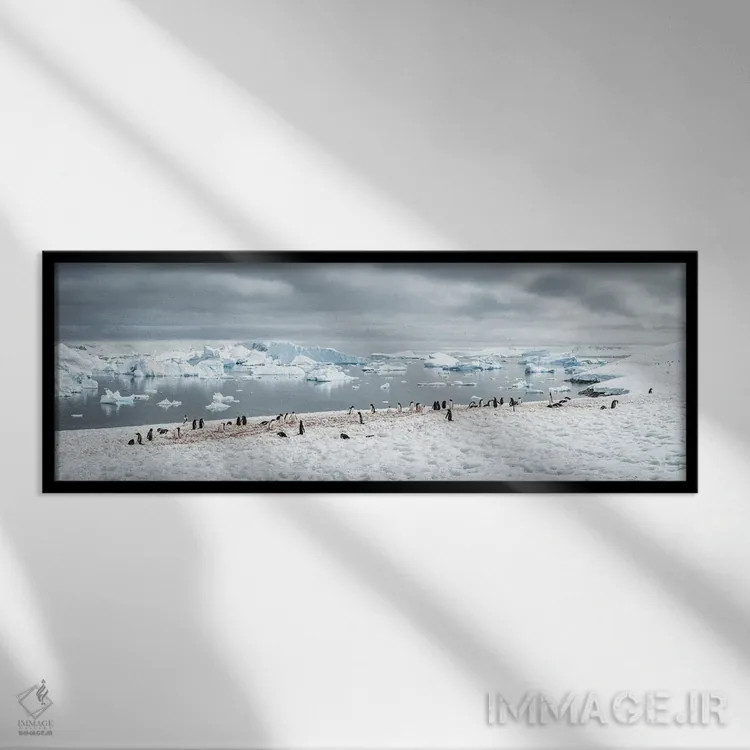 تابلو Antarctic Peninsula,کلونی پنگوئن جنتو در جنوبگان، شبهجزیره جنوبگان اثر یان بکه - نمای قابدار مشکی