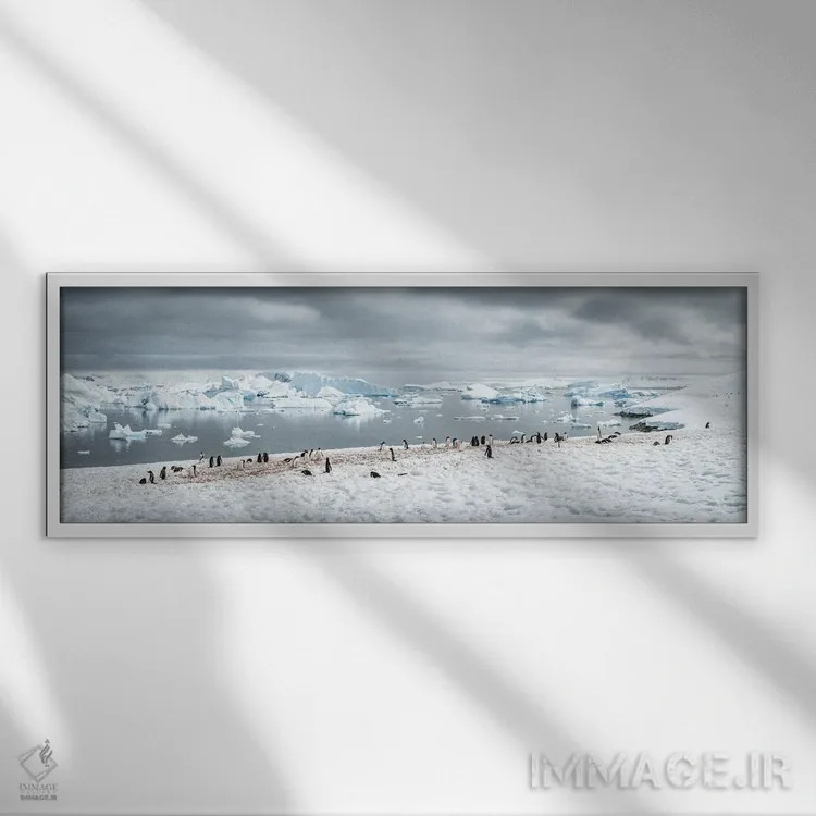 تابلو Antarctic Peninsula,کلونی پنگوئن جنتو در جنوبگان، شبهجزیره جنوبگان اثر یان بکه - نمای قابدار سفید