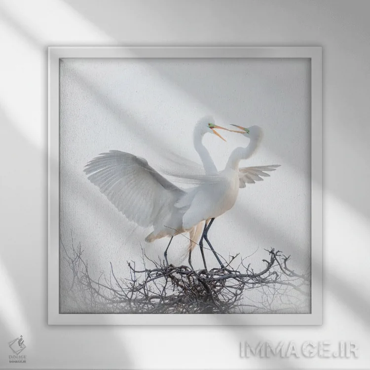 تابلو مرغان عاشق اثر الکس لی - نمای قابدار سفید