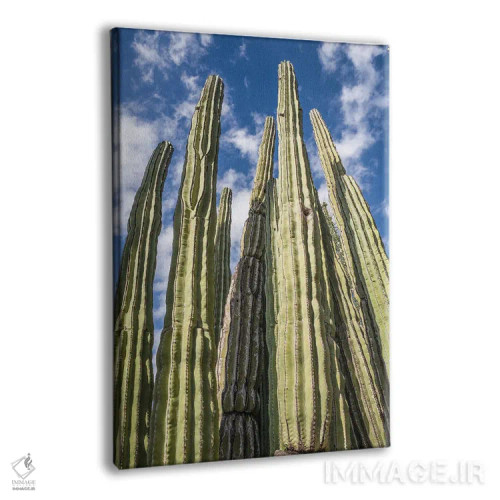 تابلو باغ کاکتوس بلند اثر عکاسی بیل کارسون - نمای پرسپکتیو محصول