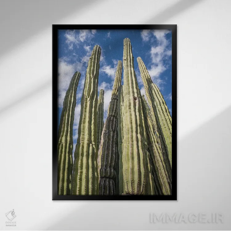 تابلو باغ کاکتوس بلند اثر عکاسی بیل کارسون - نمای قابدار مشکی