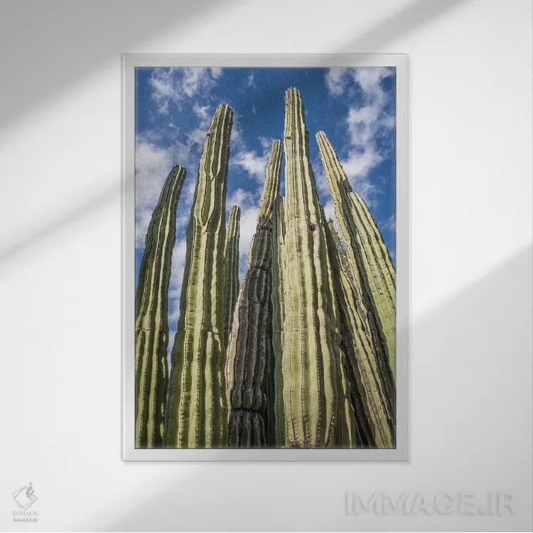 تابلو باغ کاکتوس بلند اثر عکاسی بیل کارسون - نمای قابدار سفید