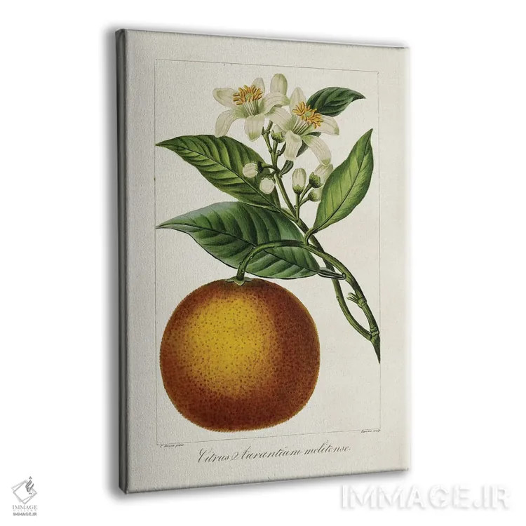 تابلو مرکبات عتیقه I اثر پانکراس بسا - نمای پرسپکتیو محصول