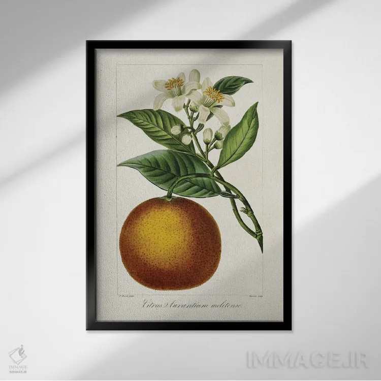 تابلو مرکبات عتیقه I اثر پانکراس بسا - نمای قابدار مشکی