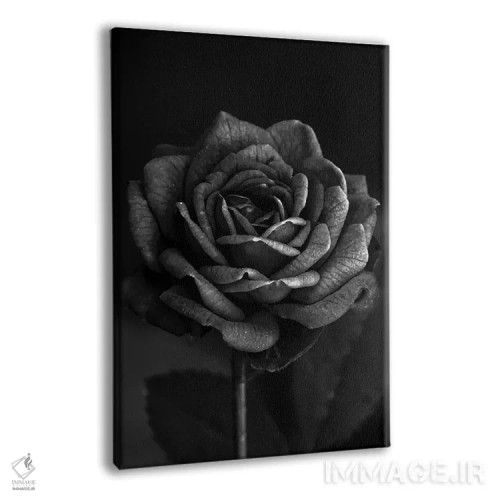 تابلو رز تیره I اثر بونا فیدسا - نمای پرسپکتیو محصول