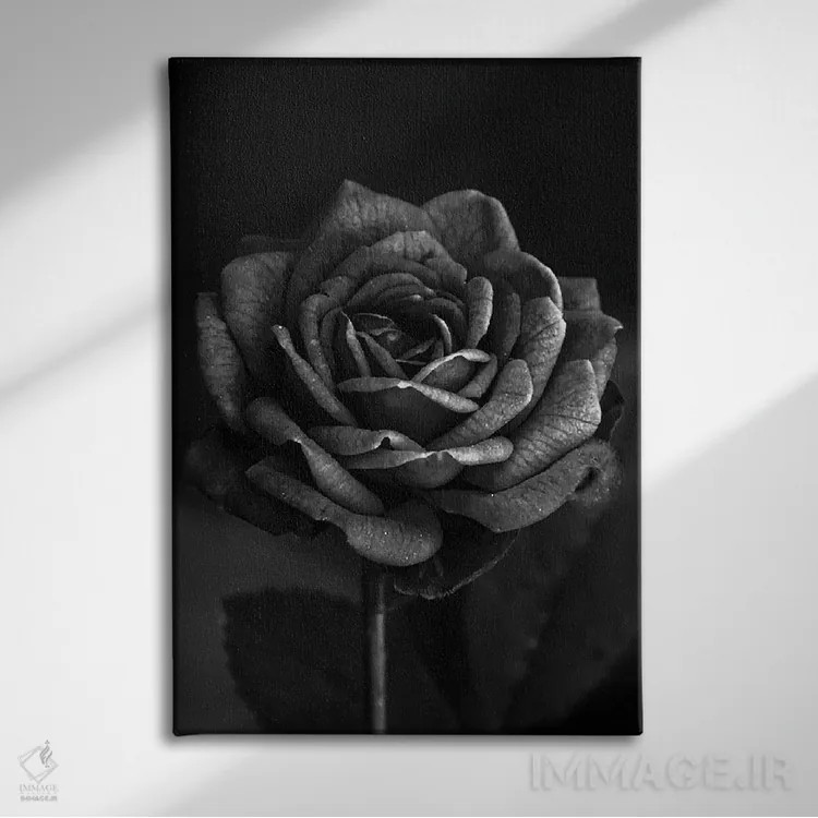 تابلو رز تیره I اثر بونا فیدسا - نمای روبهرو روی دیوار