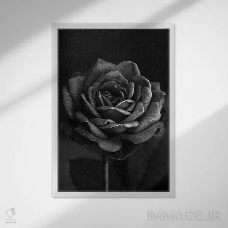 تابلو رز تیره I اثر بونا فیدسا - نمای قابدار سفید