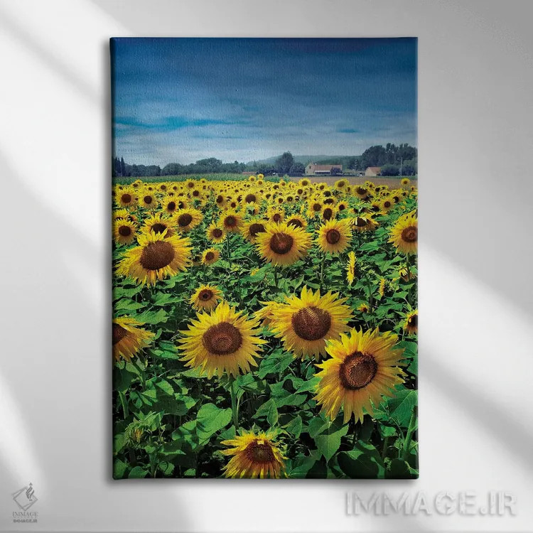 تابلو صورتت را به سمت خورشید کن اثر بن هاین (هنرمند بلژیکی) - نمای روبهرو روی دیوار