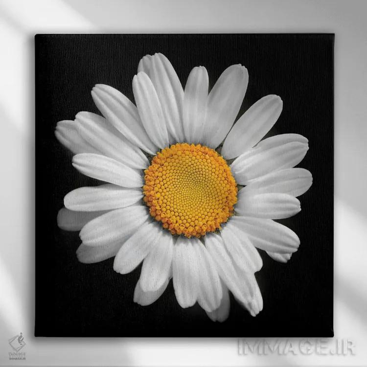 تابلو در هر گلی خورشیدی وجود دارد اثر بن هاین (هنرمند بلژیکی) - نمای روبهرو روی دیوار