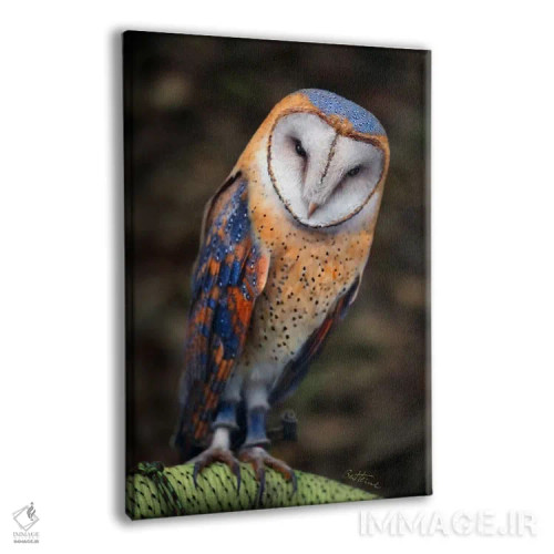 تابلو جغد بامزه اثر بن هاین (هنرمند بلژیکی) - نمای پرسپکتیو محصول