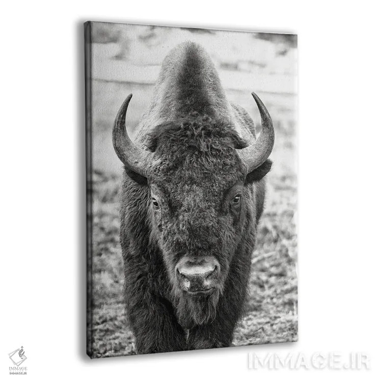 تابلو مواجهه با گاومیش اثر بنجامین پاجت - نمای پرسپکتیو محصول