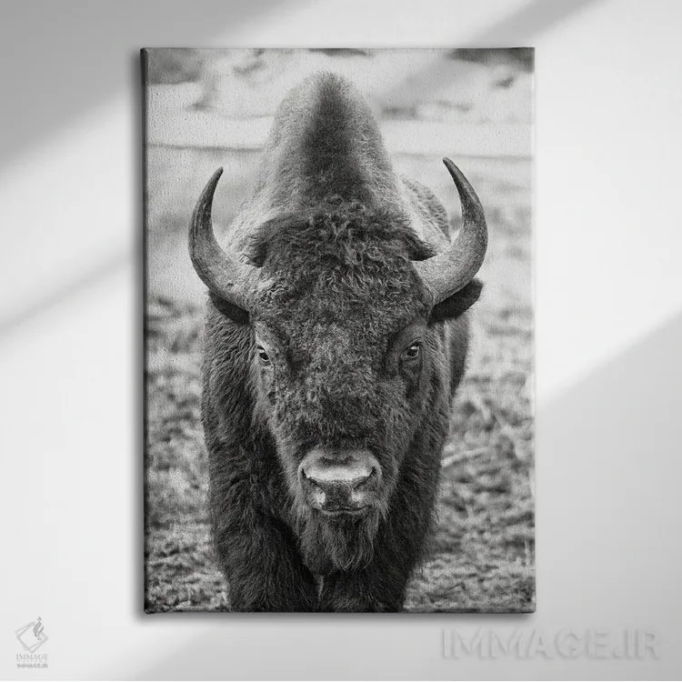 تابلو مواجهه با گاومیش اثر بنجامین پاجت - نمای روبهرو روی دیوار